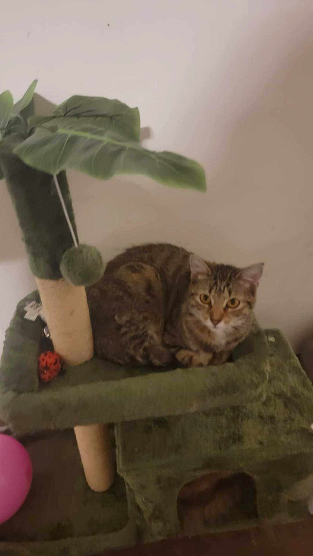 Bramble joined the competition — help win amazing prizes! cat, tabby_cat, cat_tree, indoor, pet, animal, toy, leaf, plant, furniture, cozy, resting, cute, brown, green, domestic_cat, fur, whiskers, ears, eyes