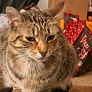 Bramble joined the competition — help win amazing prizes! cat, tabby_cat, pet, indoor, animal, feline, fur, whiskers, ears, paws, close_up, domestic_animal, resting, brown, striped, cute, mammal, companion, household, cozy