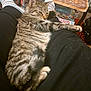 cat, tabby_cat, pet, stretching, lap, striped_socks, black_pants, board_game, tarot_cards, table, indoor, furniture, relaxed, cozy, home, person, animal, fur, legs, resting