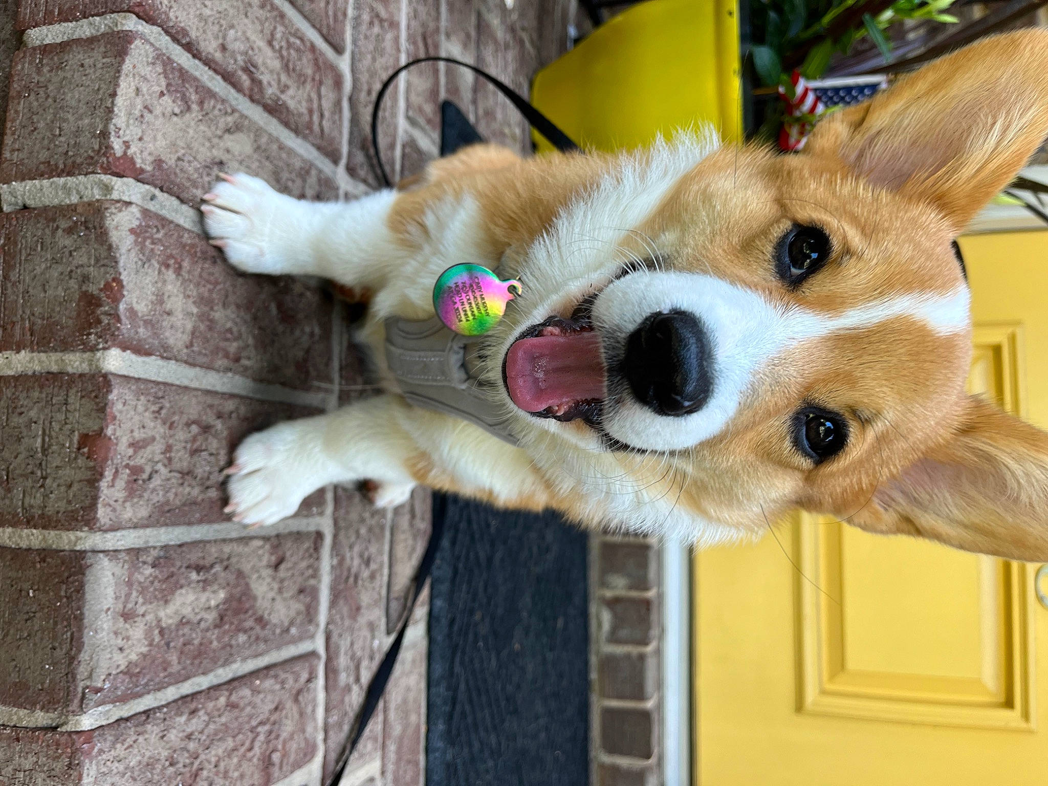 Frankie joined the competition — help win amazing prizes! canidae, cardigan_welsh_corgi, carnivore, collar, companion_dog, dog, dog_breed, dog_supply, fawn, fur, herding_dog, paw, puppy, snout, spitz, sporting_group, stuffed_toy, welsh_corgi, whiskers, working_animal