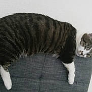 Freya joined the competition — help win amazing prizes! cat, tabby, striped, feline, resting, couch, gray_couch, indoor, relaxed, sleepy, pet, animal, fur, whiskers, paws, home, comfortable, lounging, domestic_cat, household