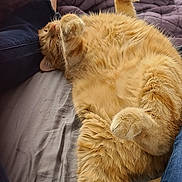 Bunny joined the competition — help win amazing prizes! cat, orange_cat, bed, blanket, person, legs, jeans, living_room, television, cartoon, furniture, relaxed, cozy, indoor, fluffy, sleeping, paw, casual, home, resting