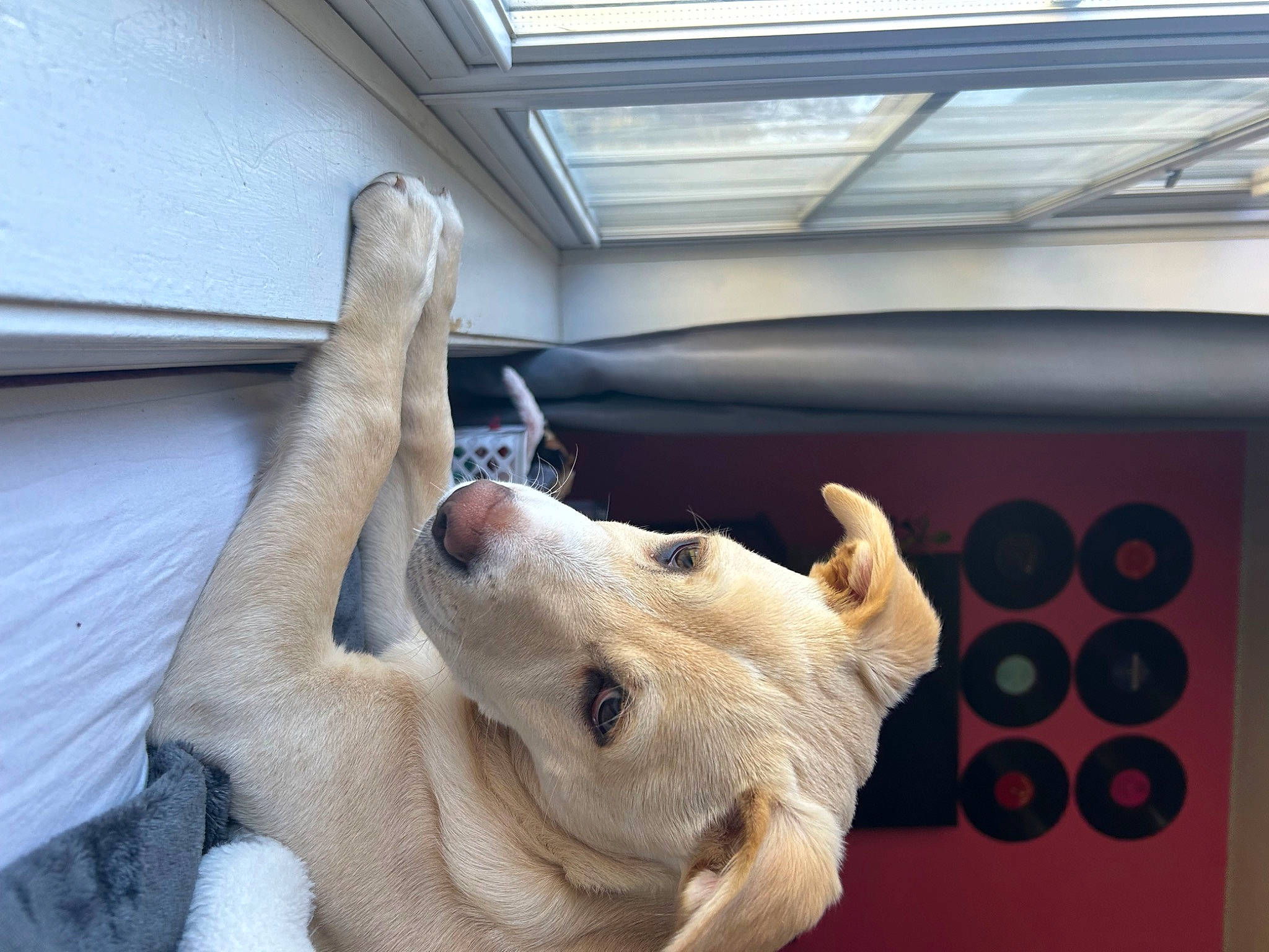 Louie joined the competition — help win amazing prizes! canidae, carnivore, companion_dog, dog, dog_breed, ear, fawn, foot, fur, gesture, guard_dog, jaw, paw, snout, sporting_group, tail, terrestrial_animal, whiskers, wood, working_animal