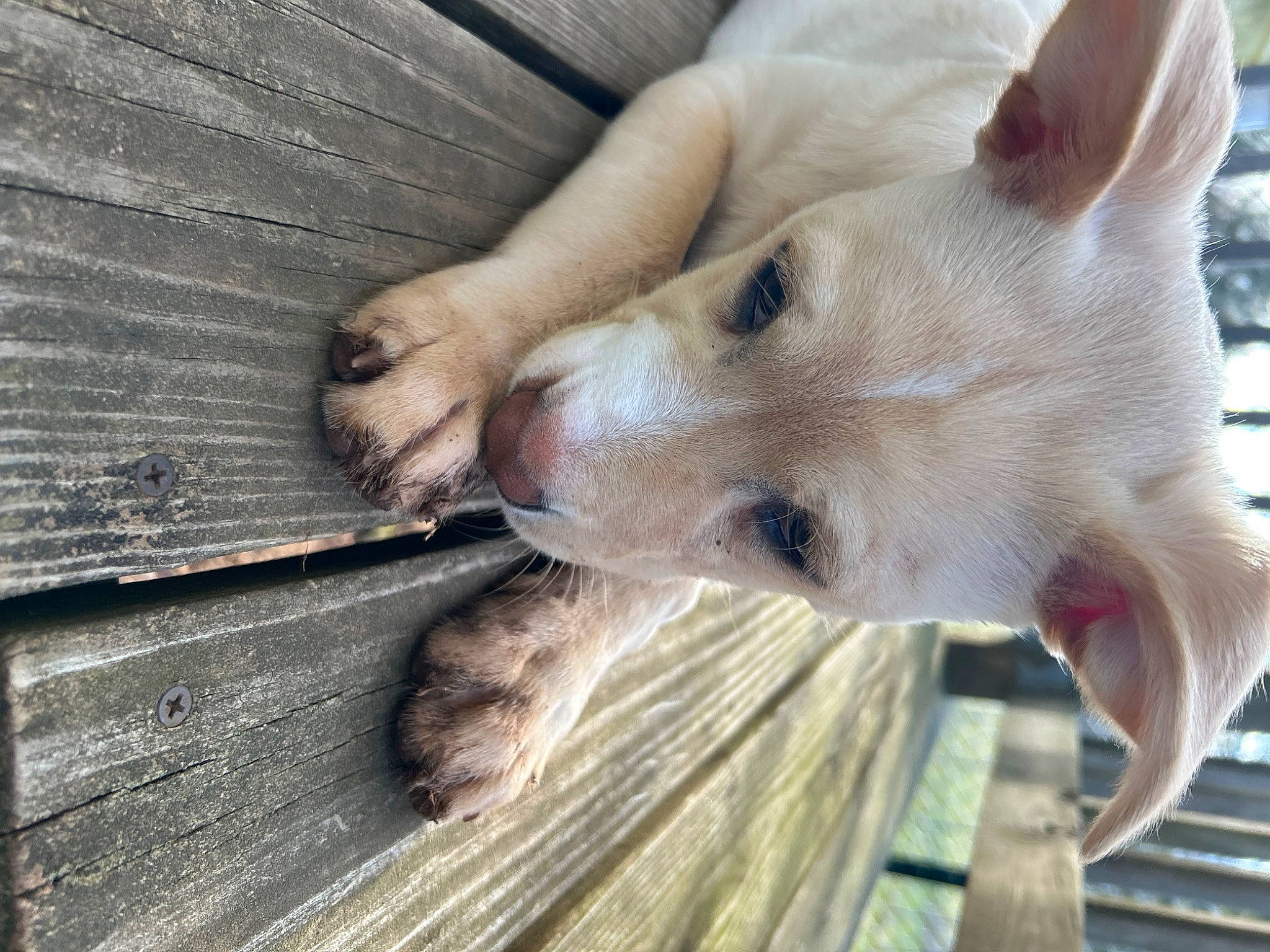 Louie joined the competition — help win amazing prizes! canidae, carnivore, collar, companion_dog, dog, dog_breed, fawn, fur, hardwood, houseplant, non_sporting_group, scar, snout, sporting_group, terrestrial_animal, whiskers, wood