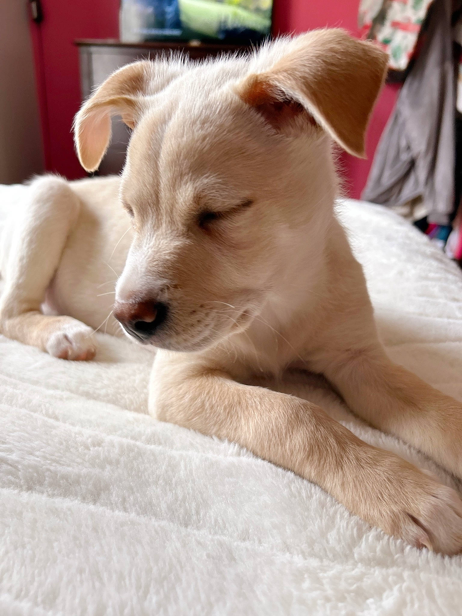 Louie is registered to the contest to win money with this photo: canidae, carnivore, comfort, companion_dog, dog, dog_breed, door, fawn, fur, non_sporting_group, puppy, snout, sporting_group, terrestrial_animal, whiskers, working_animal