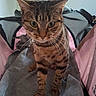Maple joined the competition — help win amazing prizes! cat, tabby, green_eyes, pet, indoor, blanket, carrier, pink, black, fur, whiskers, curious, animal, mammal, cute, close_up, portrait, soft, domestic, feline