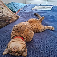 Maple is registered to the contest to win money with this photo: cat, tabby_cat, bed, blanket, pillow, furniture, indoor, relaxed, pet, animal, knitted_blanket, collar, striped, sleeping, cute, domestic_cat, resting, cozy, newspaper, bedroom