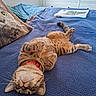cat, tabby_cat, bed, blanket, pillow, furniture, indoor, relaxed, pet, animal, knitted_blanket, collar, striped, sleeping, cute, domestic_cat, resting, cozy, newspaper, bedroom