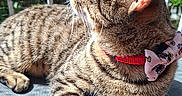 Maple joined the competition — help win amazing prizes! cat, tabby, feline, pet, collar, bow_tie, sunlight, outdoor, texture, fur, whiskers, relaxing, curious, close_up, profile, animal, nature, greenery, daylight, resting