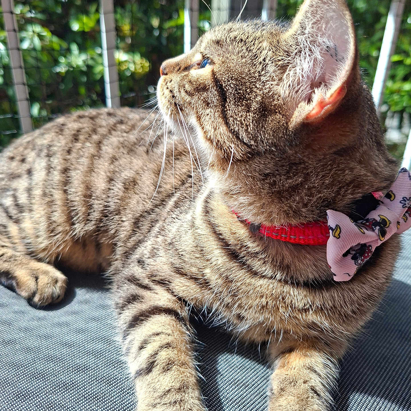 Maple joined the competition — help win amazing prizes! cat, tabby, feline, pet, collar, bow_tie, sunlight, outdoor, texture, fur, whiskers, relaxing, curious, close_up, profile, animal, nature, greenery, daylight, resting