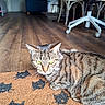Maple joined the competition — help win amazing prizes! cat, tabby_cat, indoor, floor, rug, paw_print, green_eyes, furniture, chair, wooden_floor, pet, animal, domestic_cat, curious, relaxed, home, living_room, cozy, collar, closeup