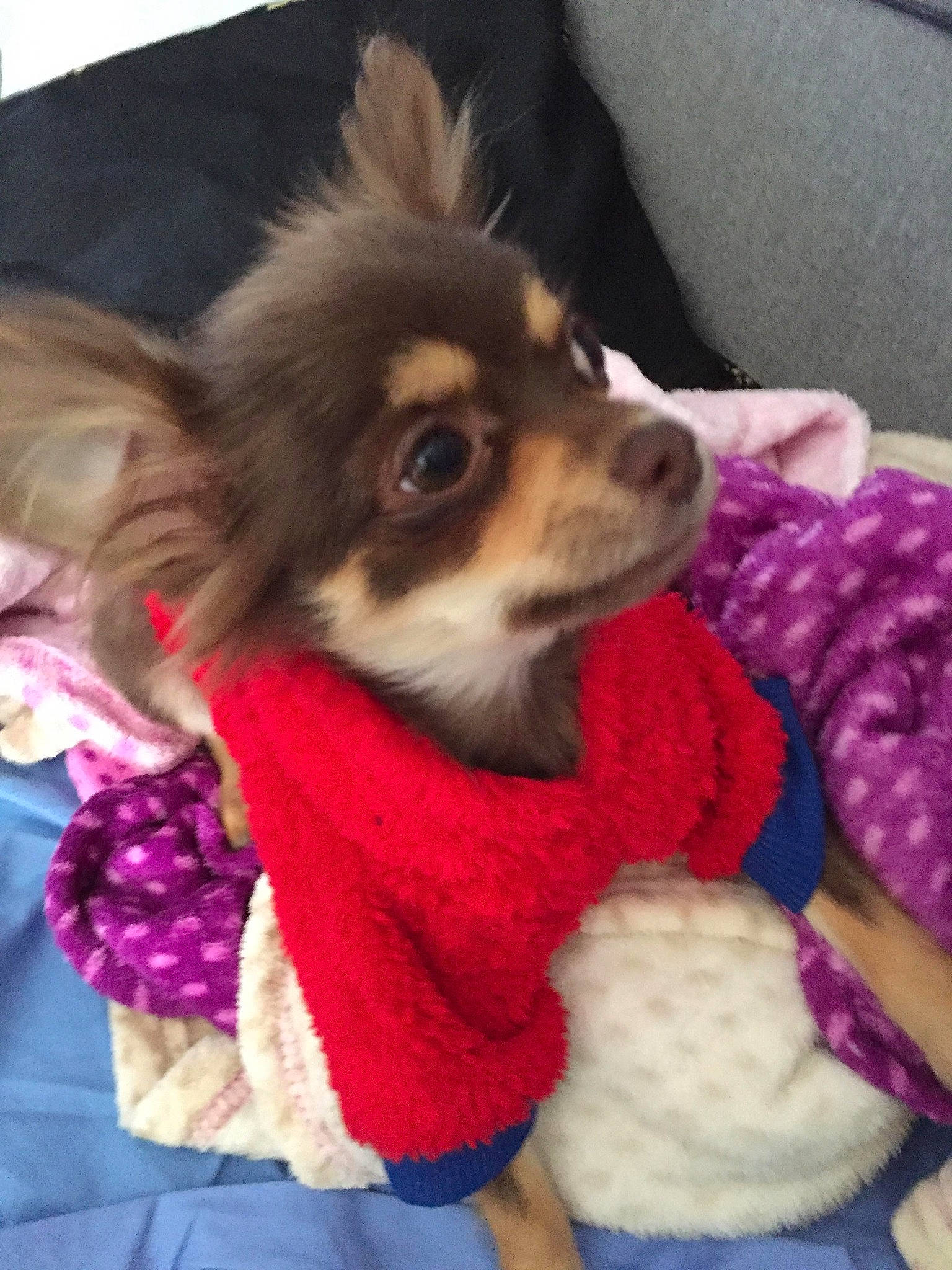 Pepper participe au concours pour gagner de l'argent avec cette photo : canidae, carnivore, chihuahua, companion_dog, dog, dog_breed, dog_clothes, dog_supply, fawn, fur, pomeranian, puppy, puppy_love, snout, sporting_group, toy_dog