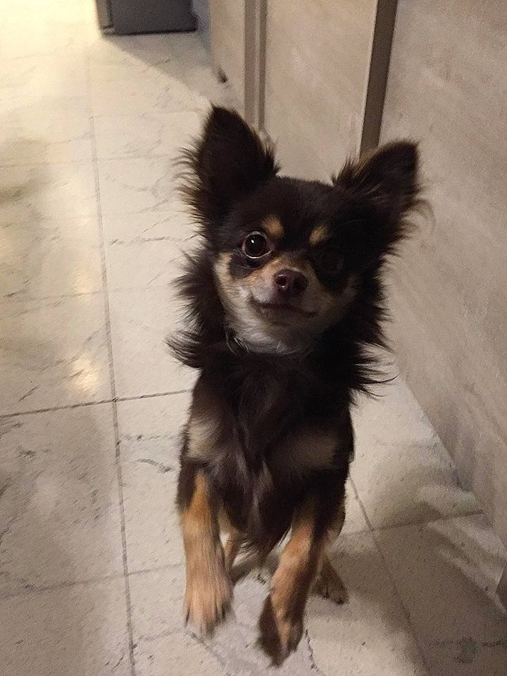 Pepper a rejoint le concours — aidez-le/la à gagner de superbes lots ! canidae, carnivore, chihuahua, companion_dog, dog, dog_breed, fawn, mammal, pomeranian, puppy, rare_breed_dog, russkiy_toy, small_greek_domestic_dog, snout, sporting_group, toy_dog, vertebrate