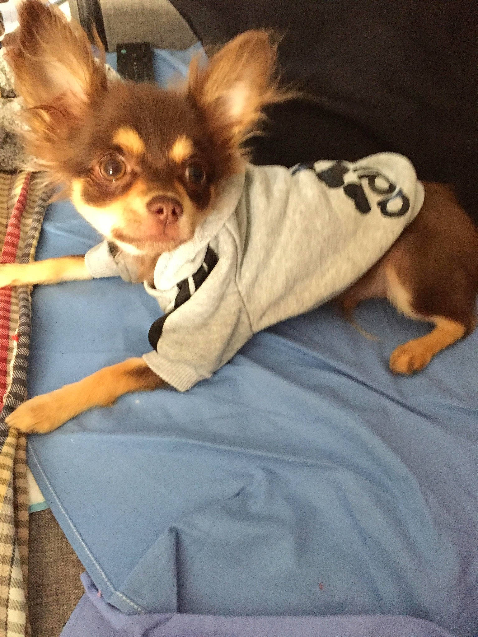 Pepper a rejoint le concours — aidez-le/la à gagner de superbes lots ! canidae, carnivore, chihuahua, companion_dog, dog, dog_breed, dog_clothes, ear, fawn, puppy, russkiy_toy, sporting_group, toy_dog