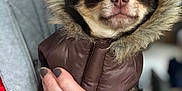 Pepper participe au concours pour gagner de l'argent avec cette photo : ancient_dog_breeds, canidae, carnivore, companion_dog, dog, dog_breed, dog_clothes, fawn, fur, mammal, puppy, puppy_love, snout, tibetan_spaniel, vertebrate