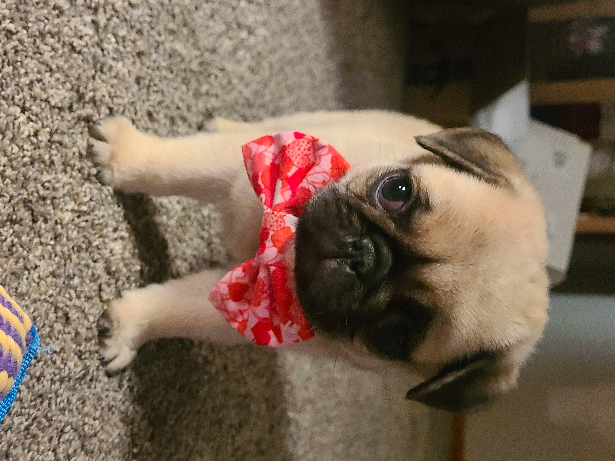 Sir Wilson Squishington joined the competition — help win amazing prizes! canidae, carnivore, companion_dog, dog, dog_breed, dog_supply, fawn, flooring, foot, human_leg, nail, plant, pug, snout, sporting_group, sunglasses, toy_dog, vertebrate, working_animal, wrinkle