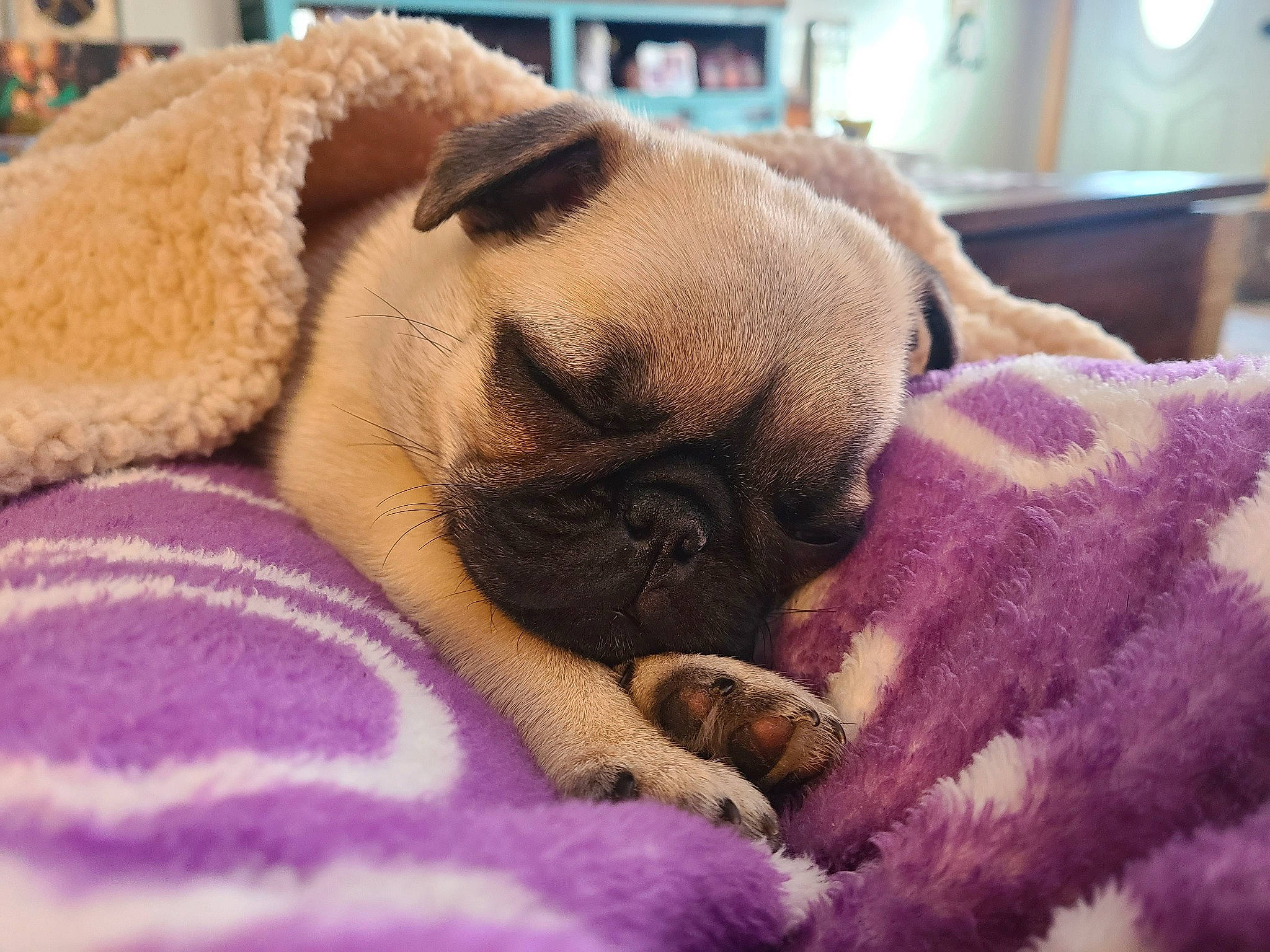Sir Wilson Squishington is registered to the contest to win money with this photo: canidae, carnivore, comfort, companion_dog, dog, dog_breed, fawn, fur, linens, magenta, nap, pug, puppy_love, snout, sporting_group, terrestrial_animal, toy_dog, whiskers, working_animal, wrinkle