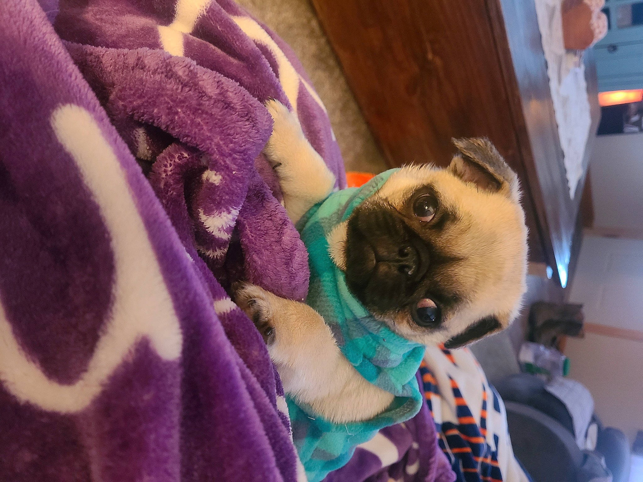 Sir Wilson Squishington is registered to the contest to win money with this photo: balinese, carnivore, cat, comfort, companion_dog, dog_breed, fawn, felidae, fur, linens, magenta, purple, siamese, small_to_medium_sized_cats, snout, thai, whiskers, woolen, wrinkle