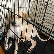 Halo is registered to the contest to win money with this photo: animal, black_mat, cage, calm, canine, confined, crate, dog, floor, home, indoor, laying_down, light_colored_dog, metal_bars, pet, pet_care, quiet, resting, toy, wood_floor
