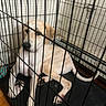animal, black_mat, cage, calm, canine, confined, crate, dog, floor, home, indoor, laying_down, light_colored_dog, metal_bars, pet, pet_care, quiet, resting, toy, wood_floor