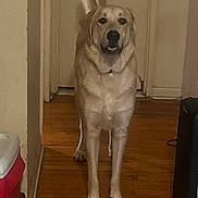 Halo is registered to the contest to win money with this photo: alert, animal, canine, companion, dog, domestic, ears, floor, four_legs, friendly, golden_dog, hallway, house, indoor, looking, pet, snout, standing, tail, wooden_floor