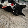 cat, black_cat, white_fur, toy, playing, indoor, wooden_floor, pet, animal, whiskers, paws, curious, lying_down, close_up, floor, domestic_cat, cute, feline, resting, claws