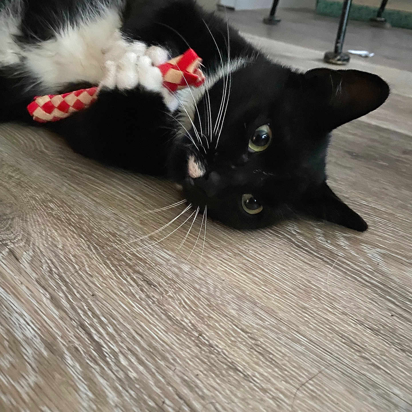 Boots joined the competition — help win amazing prizes! cat, black_cat, white_fur, toy, playing, indoor, wooden_floor, pet, animal, whiskers, paws, curious, lying_down, close_up, floor, domestic_cat, cute, feline, resting, claws
