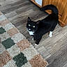 Boots is registered to the contest to win money with this photo: cat, black_and_white, tuxedo_cat, indoor, wooden_floor, rug, furniture, cabinet, green_eyes, pet, curious, whiskers, tail, flooring, basket, home, domestic_cat, animal, looking_up, cozy