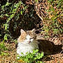 cat, fluffy, sunlight, outdoor, greenery, plants, bush, ground, nature, animal, pet, relaxed, whiskers, fur, sitting, daylight, shadows, garden, cute, wildlife