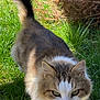 cat, animal, pet, fluffy, fur, outdoor, grass, greenery, tail, walking, nature, sunlight, bush, mammal, whiskers, ears, eyes, closeup, portrait, domestic_cat