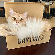 Simba a rejoint le concours — aidez-le/la à gagner de superbes lots ! cat, fluffy, orange_cat, pet, cardboard_box, indoor, wooden_floor, curious, feline, domestic_animal, whiskers, tail, relaxed, cute, household, fur, looking_at_camera, box, table, cozy