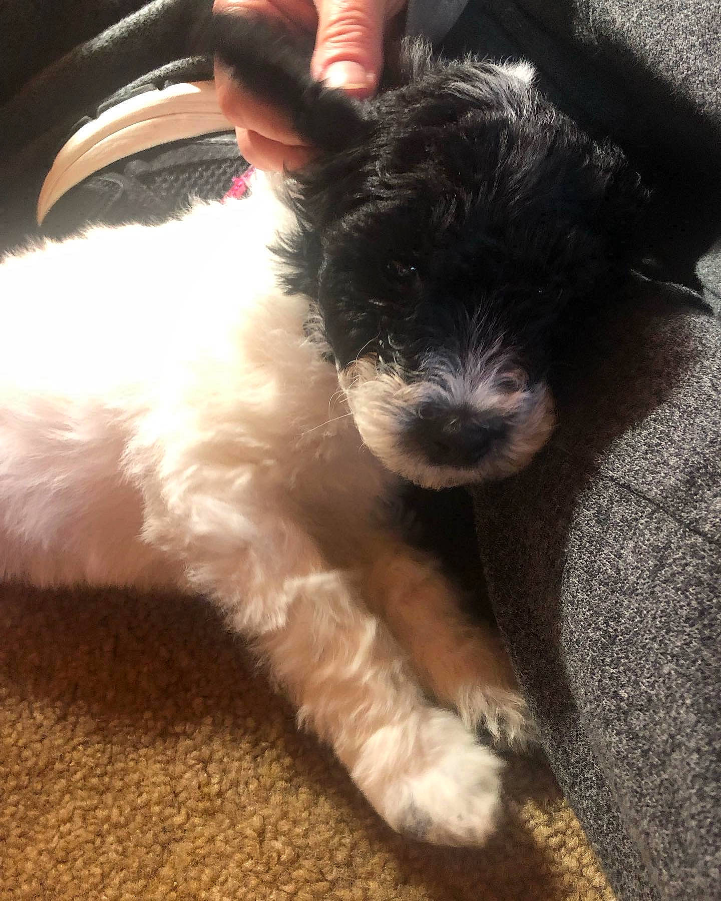 Zorro is registered to the contest to win money with this photo: canidae, carnivore, collar, companion_dog, dog, dog_breed, dog_collar, ear, fur, paw, puppy_love, schnauzer, small_terrier, snout, sporting_group, tail, terrier, toy_dog, whiskers, working_animal