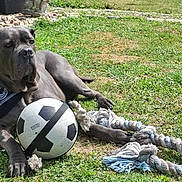 Rubis a rejoint le concours — aidez-le/la à gagner de superbes lots ! dog, grass, outdoor, soccer_ball, rope_toy, bandana, pet, animal, playful, canine, summer, leisure, resting, paw, toy, nature, mammal, friend, companion, relaxed