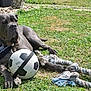 dog, grass, outdoor, soccer_ball, rope_toy, bandana, pet, animal, playful, canine, summer, leisure, resting, paw, toy, nature, mammal, friend, companion, relaxed