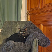 Sya participe au concours pour gagner de l'argent avec cette photo : black_cat, cat, pet, animal, fuzzy_blanket, armchair, chair, cozy, indoors, sitting, relaxed, portrait, staring, yellow_eyes, whiskers, fur, home, wooden_door, curtains, furniture