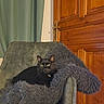 black_cat, cat, pet, animal, fuzzy_blanket, armchair, chair, cozy, indoors, sitting, relaxed, portrait, staring, yellow_eyes, whiskers, fur, home, wooden_door, curtains, furniture