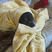 Lulu is registered to the contest to win money with this photo: dog, towel, blanket, bed, toy, black_dog, pet, cozy, indoor, fur, cute, animal, resting, snuggled, comfort, sleepy, looking, soft, fabric, relax