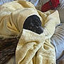 animal, bed, black_dog, blanket, comfort, cozy, cute, dog, fabric, fur, indoor, looking, pet, relax, resting, sleepy, snuggled, soft, towel, toy