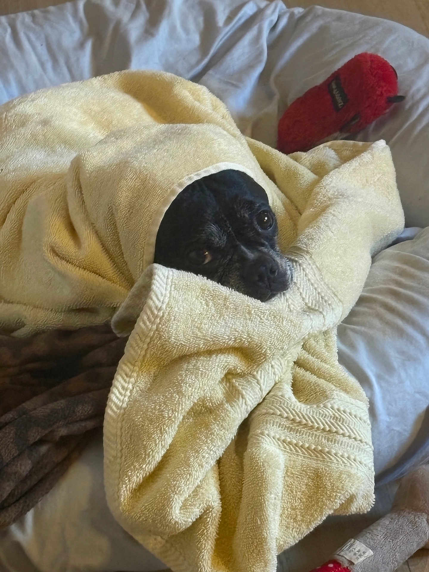 Lulu
