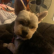 Fluffy is registered to the contest to win money with this photo: dog, pet, close_up, indoor, blanket, fan, television, furniture, cozy, ears, curious, home, animal, fur, collar, resting, mammal, cute, companion, portrait