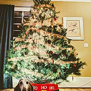 Lottie is registered to the contest to win money with this photo: dog, basset_hound, sweater, christmas_tree, holiday_decorations, lights, ribbons, ornaments, snowflake_projection, carpet, wood_floor, curtain, window, wall_art, indoor, festive, pet, decor, celebration, home