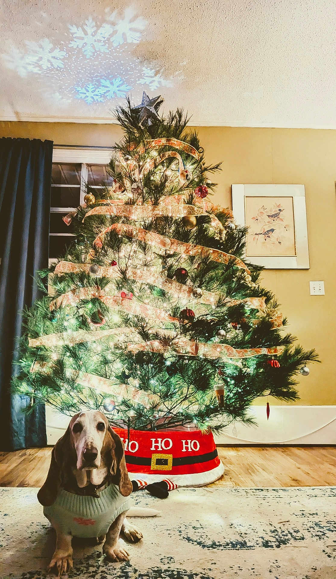 Lottie is registered to the contest to win money with this photo: dog, basset_hound, sweater, christmas_tree, holiday_decorations, lights, ribbons, ornaments, snowflake_projection, carpet, wood_floor, curtain, window, wall_art, indoor, festive, pet, decor, celebration, home