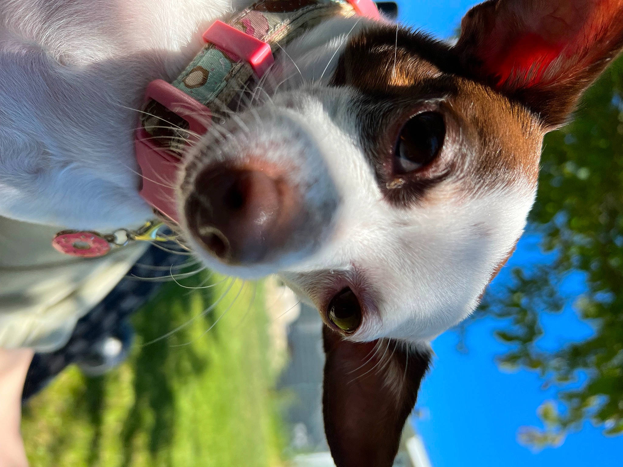 Donut joined the competition — help win amazing prizes! adventure, canidae, carnivore, collar, companion_dog, dog, dog_breed, dog_collar, eyewear, fawn, fun, fur, grass, leash, plant, sky, snout, sporting_group, whiskers, working_animal