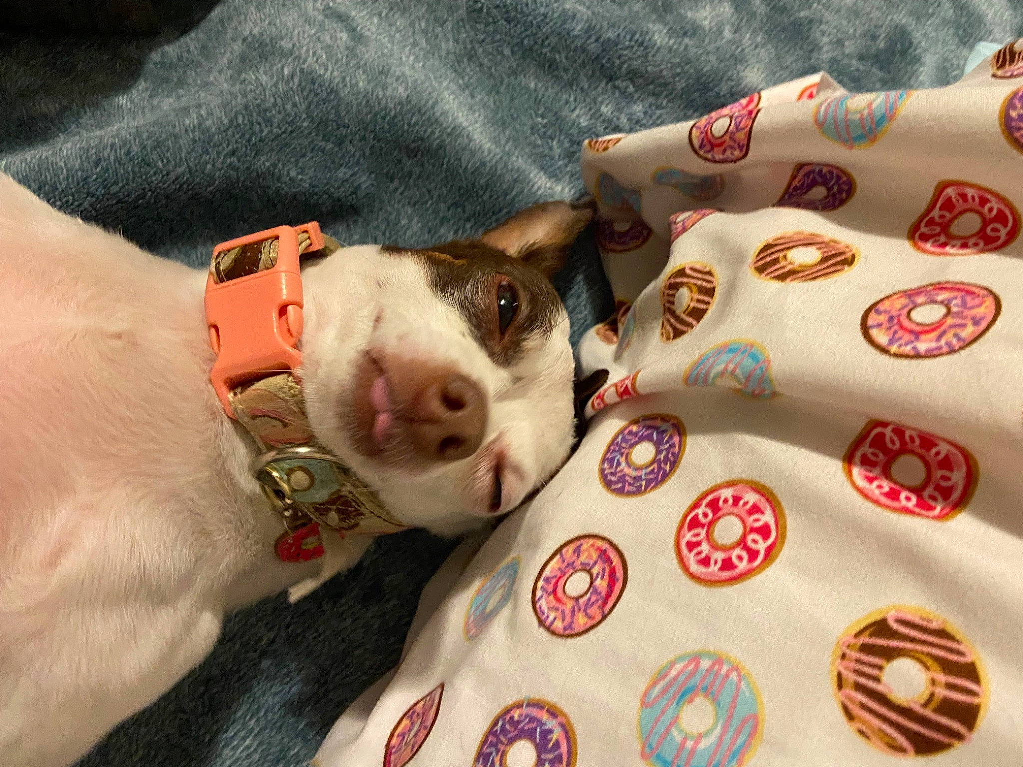 Donut joined the competition — help win amazing prizes! canidae, carnivore, comfort, companion_dog, couch, dog, dog_breed, dog_supply, fawn, felidae, fur, linens, non_sporting_group, pattern, paw, snout, toy_dog, whiskers, working_animal