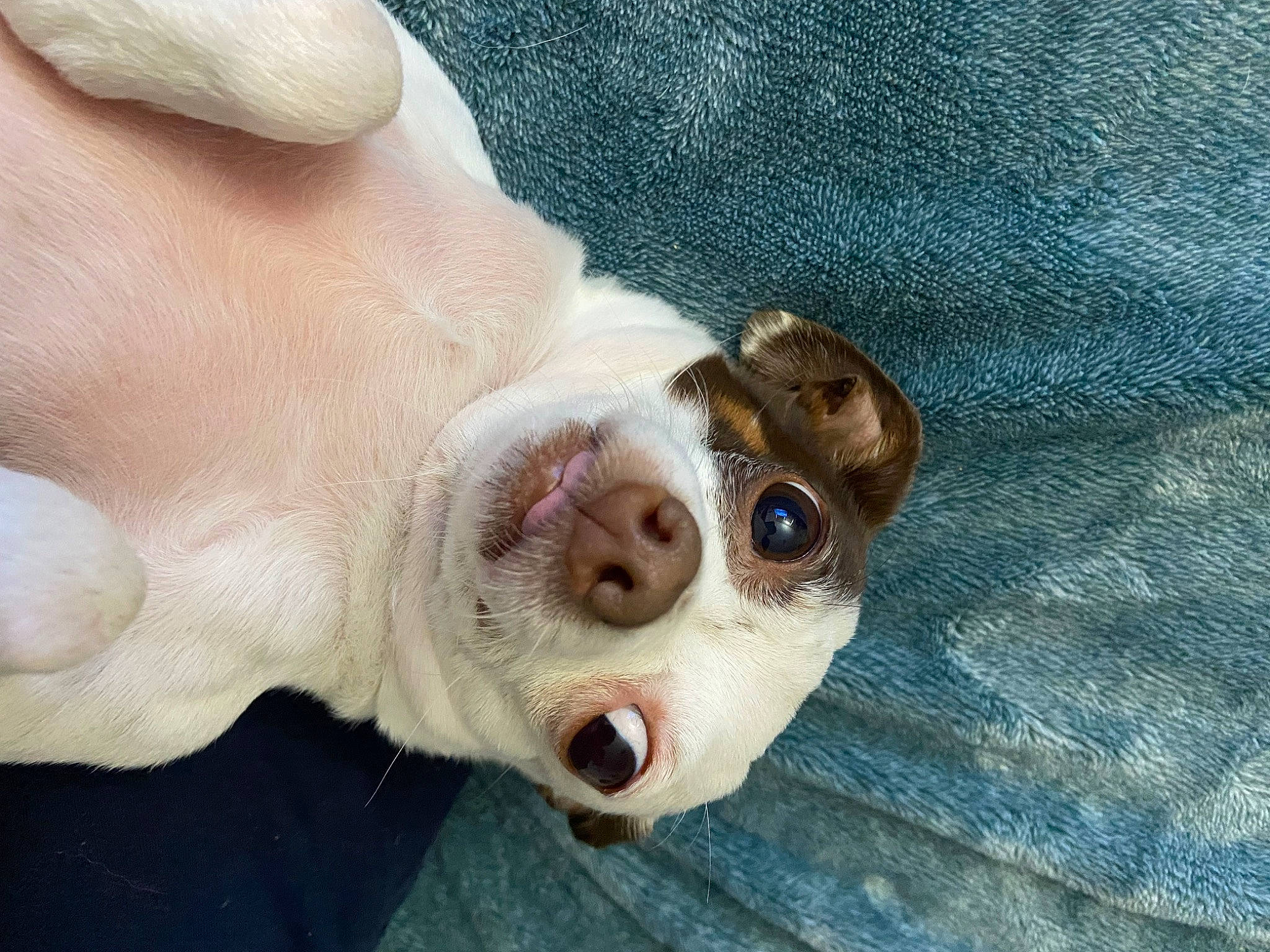 Donut is registered to the contest to win money with this photo: canidae, carnivore, close_up, collar, companion_dog, dog, dog_breed, fawn, foot, fur, jaw, non_sporting_group, paw, snout, sporting_group, tail, terrestrial_animal, whiskers, working_animal, wrinkle