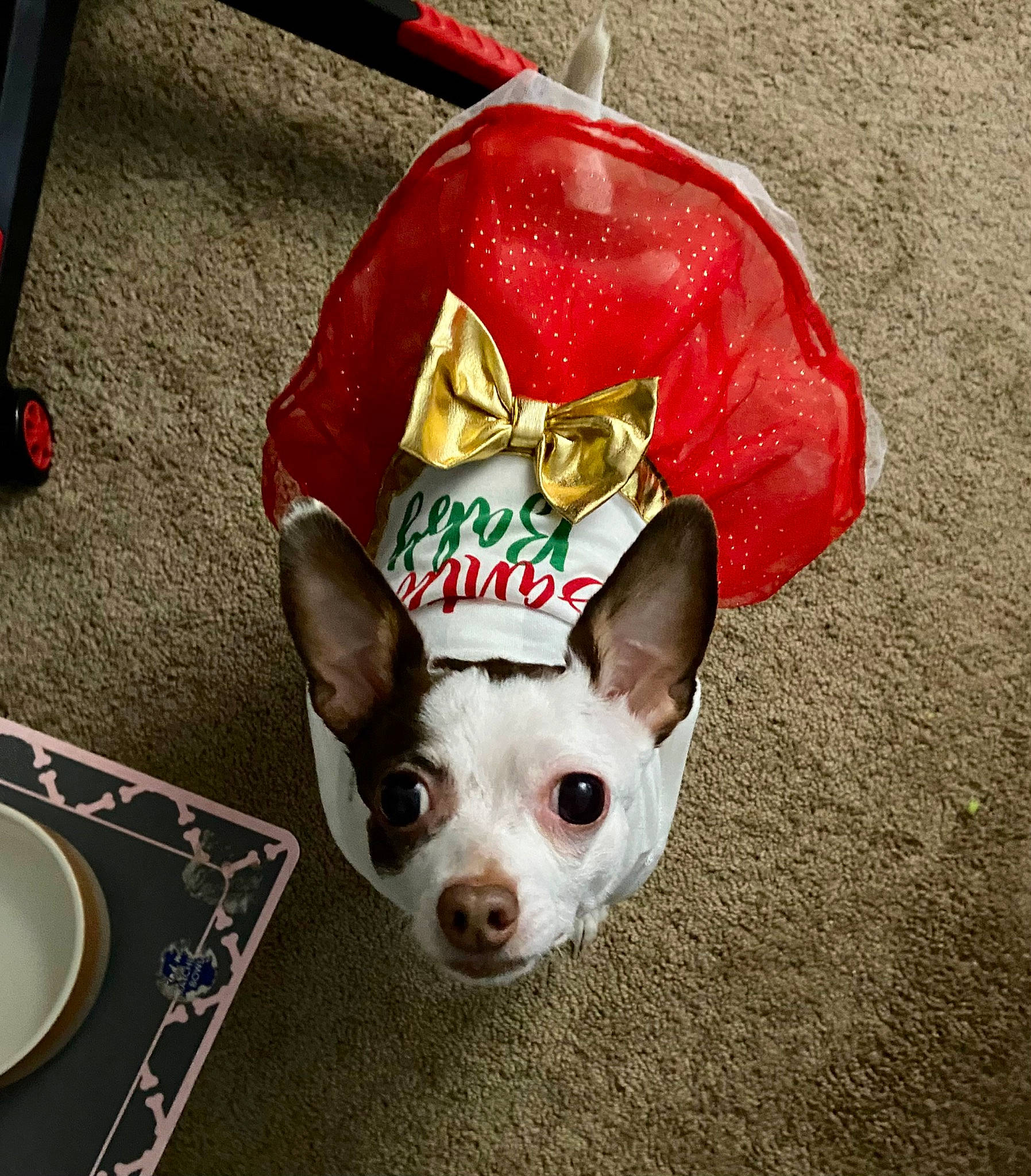 Donut joined the competition — help win amazing prizes! bicycle, canidae, carnivore, companion_dog, costume_hat, dishware, dog, dog_breed, dog_supply, fashion_accessory, fawn, fur, pet_supply, plate, serveware, snout, tableware, tail, whiskers, working_animal