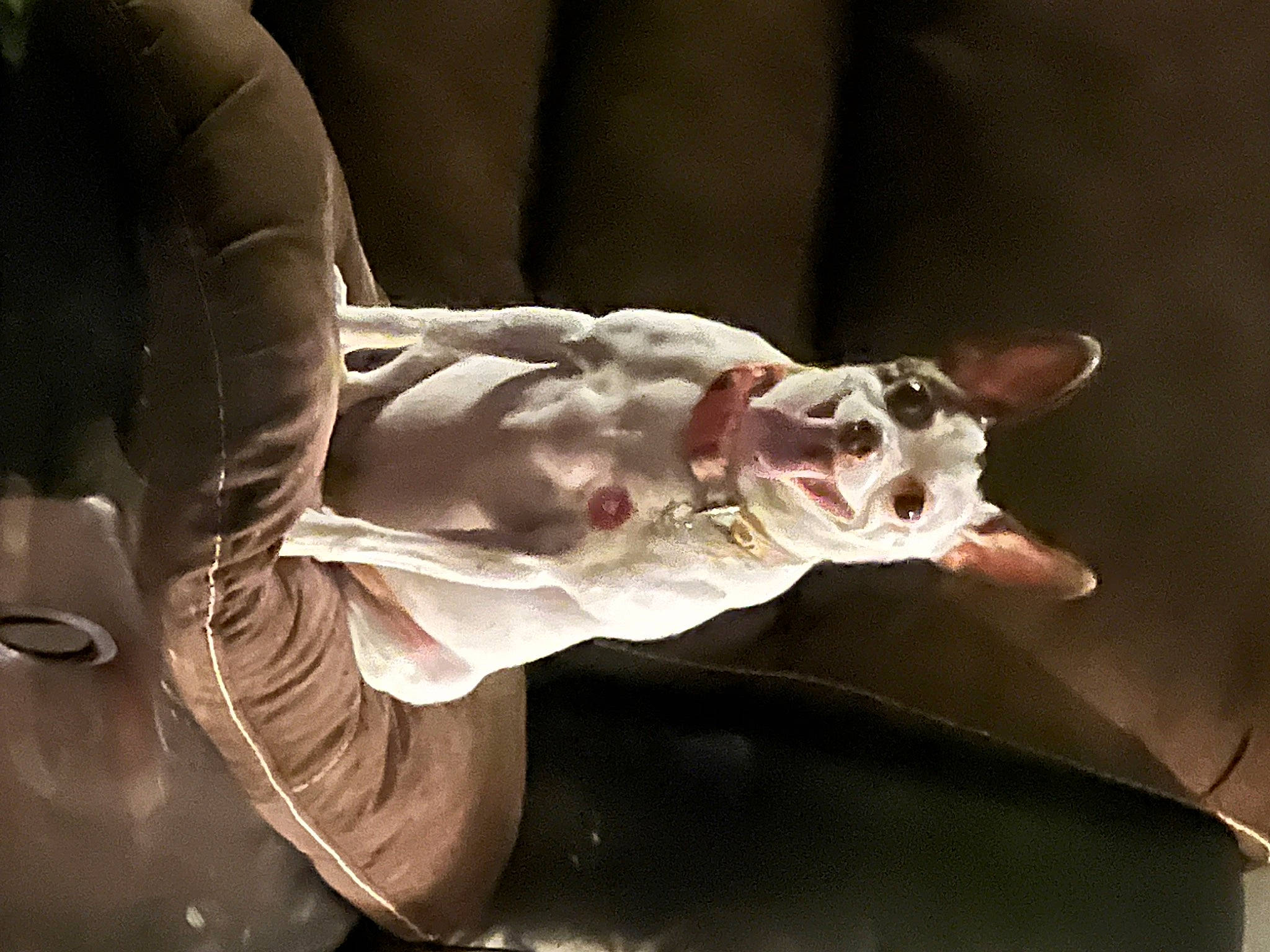 Donut is registered to the contest to win money with this photo: ancient_dog_breeds, canidae, carnivore, companion_dog, dog, dog_breed, fang, fawn, felidae, flesh, jaw, metal, non_sporting_group, snout, sporting_group, tail, terrestrial_animal, whiskers, working_animal