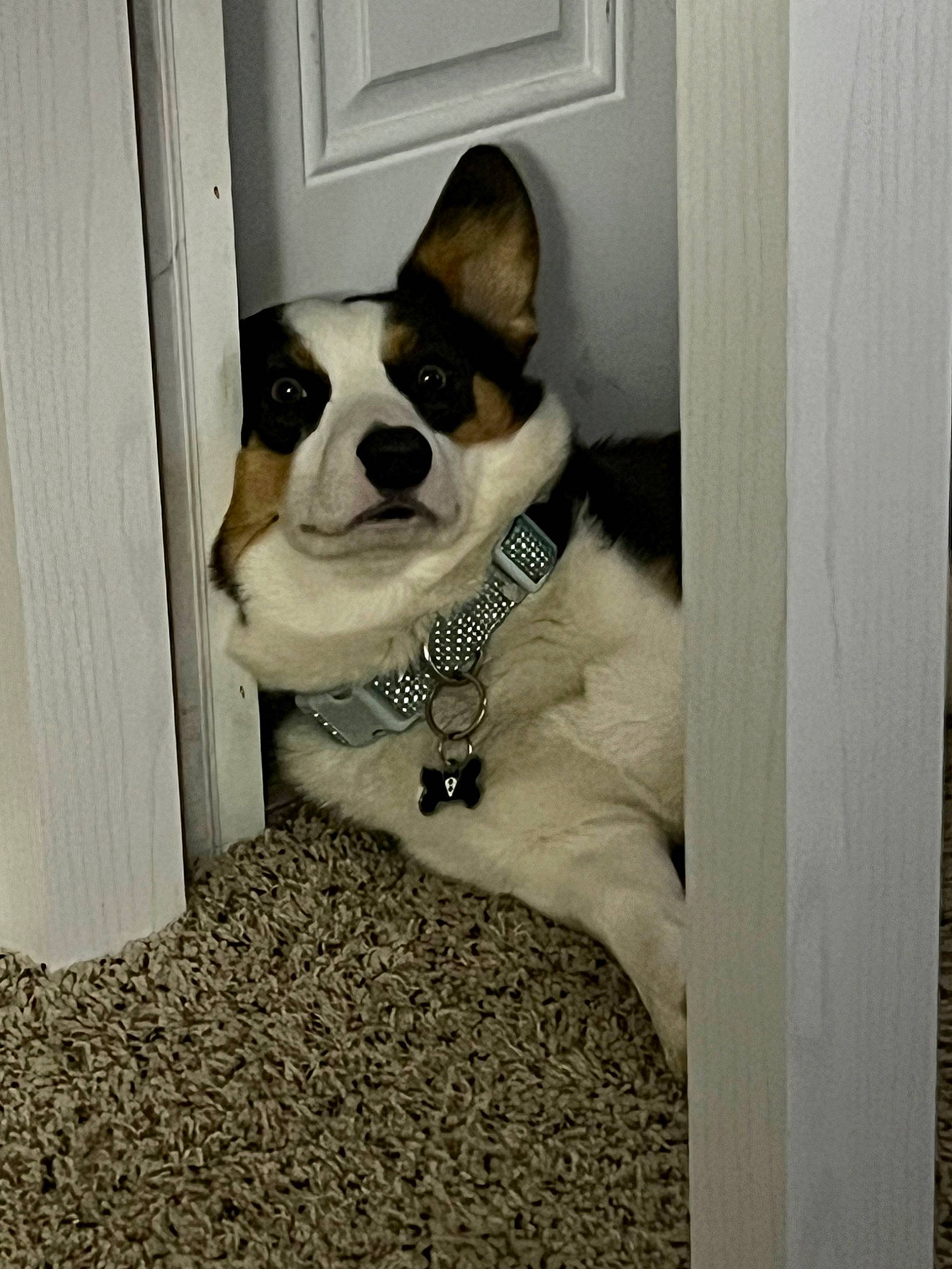 Sirius joined the competition — help win amazing prizes! canidae, carnivore, collar, comfort, companion_dog, dog, dog_breed, dog_collar, dog_supply, door, fawn, flooring, pet_supply, snout, sporting_group, toy_dog, whiskers, window, wood, working_animal