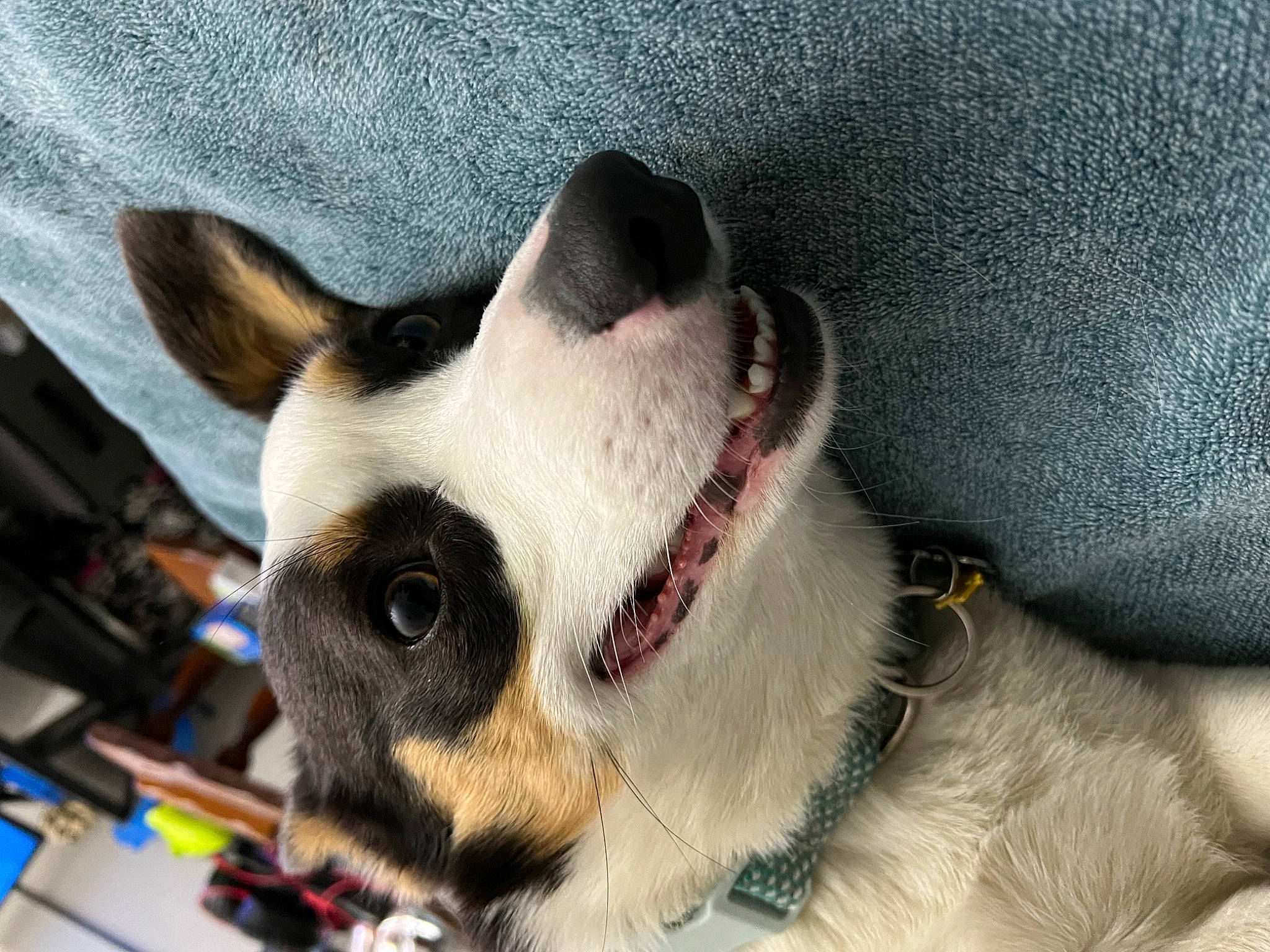 Sirius is registered to the contest to win money with this photo: canidae, carnivore, collar, comfort, companion_dog, dog, dog_breed, dog_collar, ear, fawn, felidae, fur, jaw, paw, small_to_medium_sized_cats, snout, sporting_group, terrestrial_animal, whiskers, working_animal