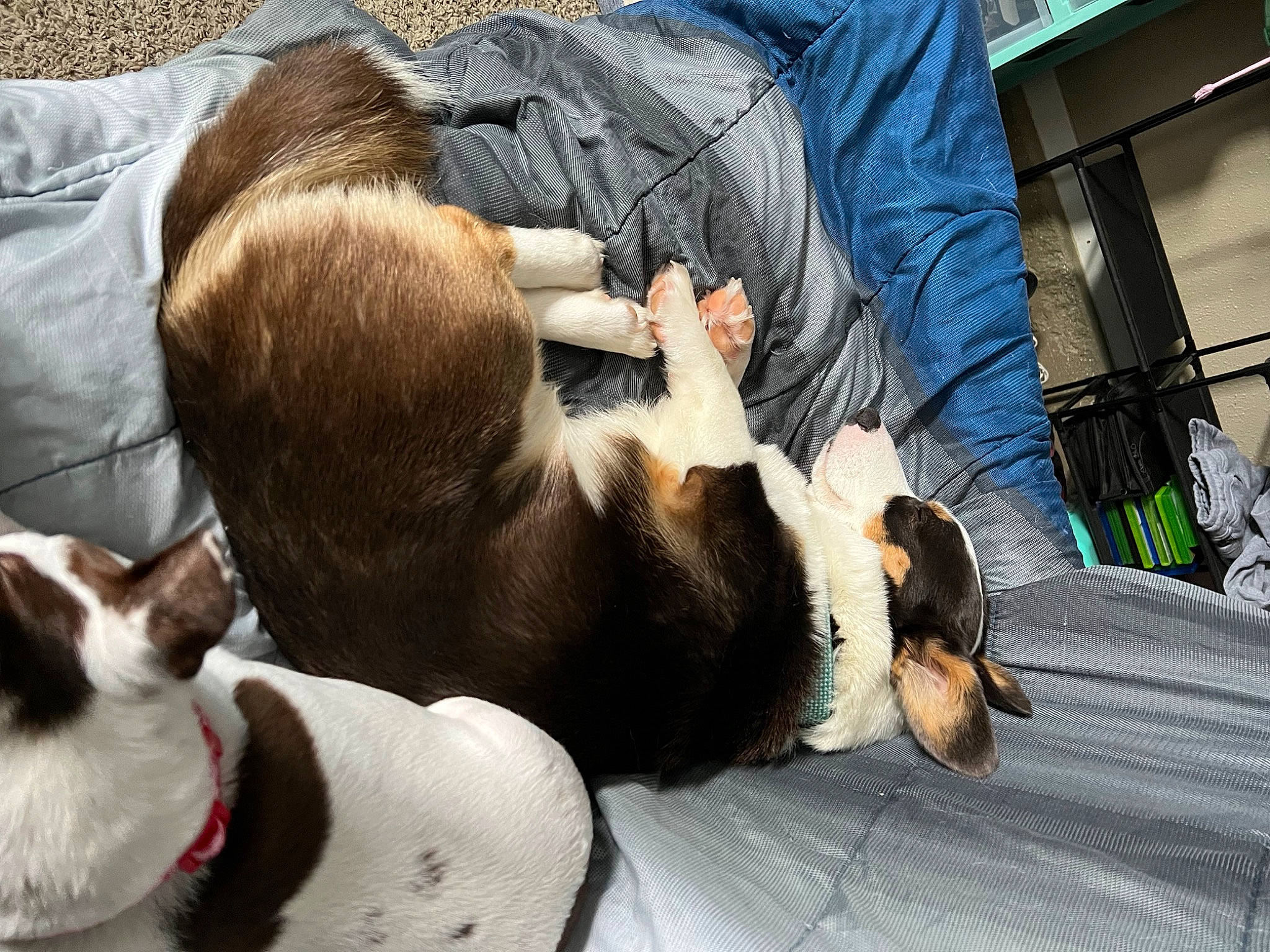 Sirius joined the competition — help win amazing prizes! canidae, carnivore, collar, comfort, companion_dog, dog, dog_breed, fawn, felidae, fur, lap, linens, mammal, small_to_medium_sized_cats, snout, sporting_group, tail, vertebrate, whiskers, working_animal